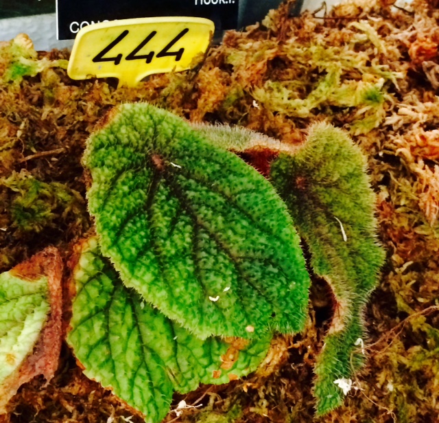 B. lacunosa